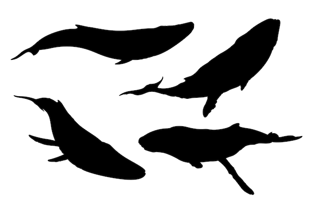 Vector hand drawn whale silhouette