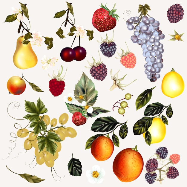 Hand painted fruits collection