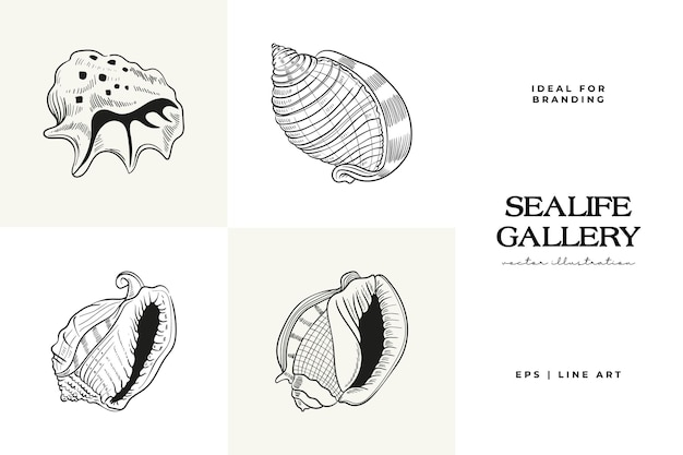 Handdrawn vector set featuring realistic sketches of various marine seashells starfish in black