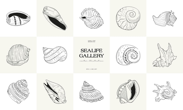 Handdrawn vector set featuring realistic sketches of various marine seashells starfish in black