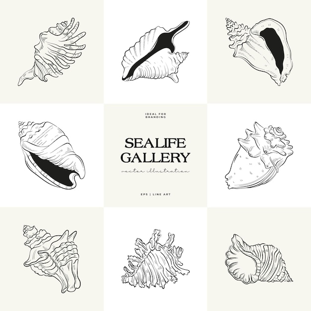 Handdrawn vector set featuring realistic sketches of various marine seashells starfish in black