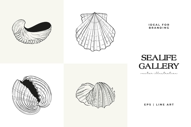 Handdrawn vector set featuring realistic sketches of various marine seashells starfish in black