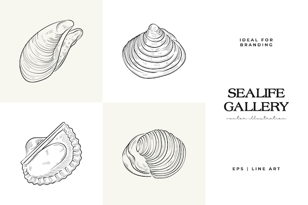 Handdrawn vector set featuring realistic sketches of various marine seashells starfish in black