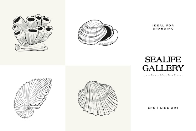 Handdrawn vector set featuring realistic sketches of various marine seashells starfish in black