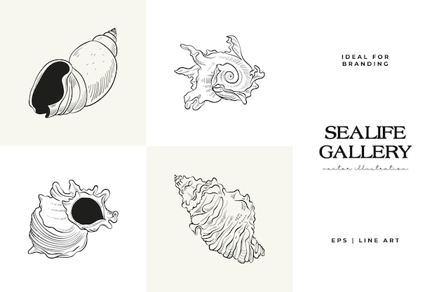 Handdrawn vector set featuring realistic sketches of various marine seashells starfish in black