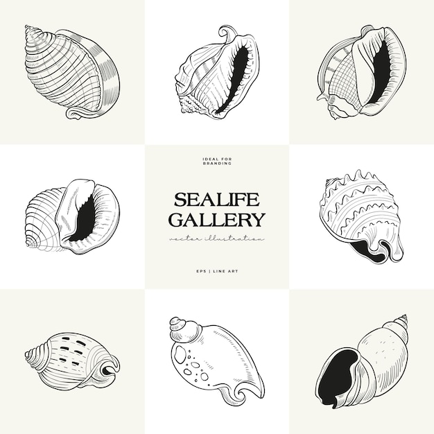 Handdrawn vector set featuring realistic sketches of various marine seashellsstarfish in black