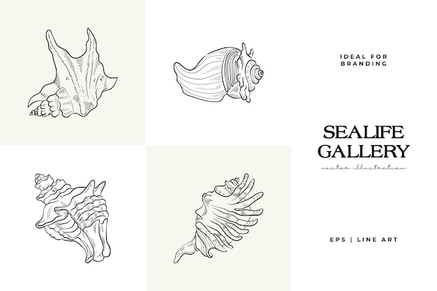 Handdrawn vector set featuring realistic sketches of various marine seashellsstarfish in black