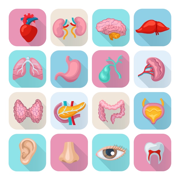 Healthy human body organs flat long shadow icons set