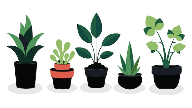 Vector house plants in black pot isolated flat vector illustration on white background