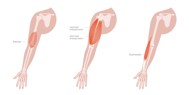 Vector human arm muscles