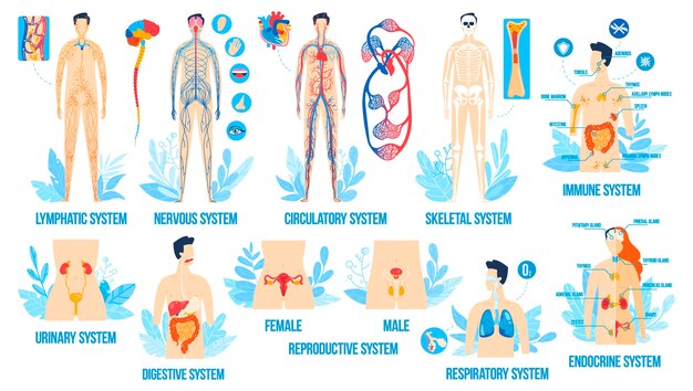 Vector human body anatomy, organ systems vector illustration set, cartoon flat internal respiratory reproductive lymphatic endocrine 