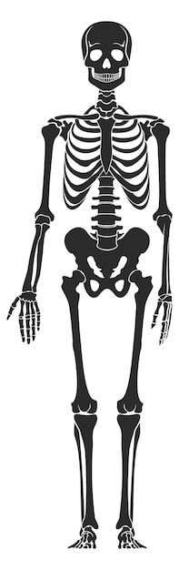 Human bone structure Black skeleton silhouette Medical illustration