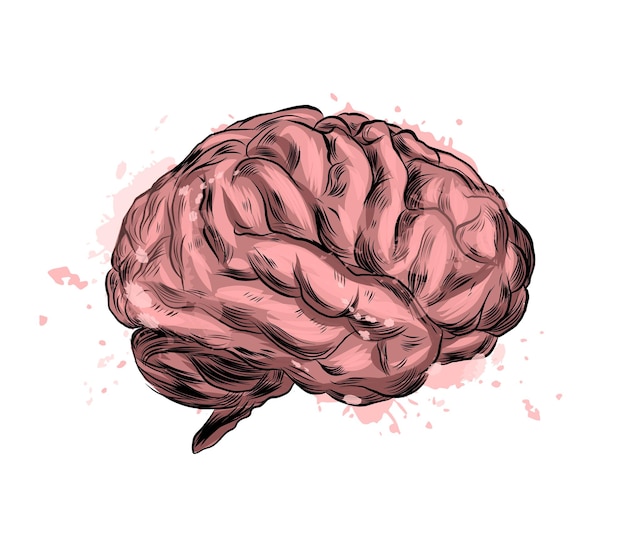 Human brain from a splash of watercolor, colored drawing, realistic. 