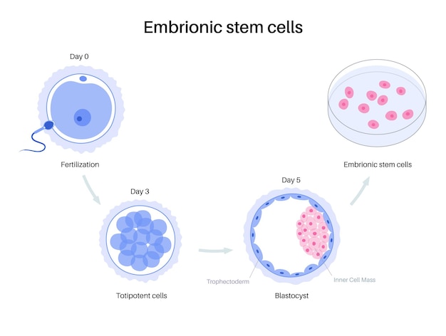 Human egg cell anatomy. Fertilisation, gynecology and ivf research.