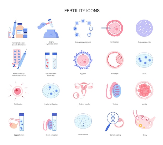 Human egg cell anatomy. Fertilisation, gynecology and ivf research.