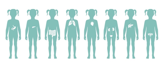 Human internal organs vector