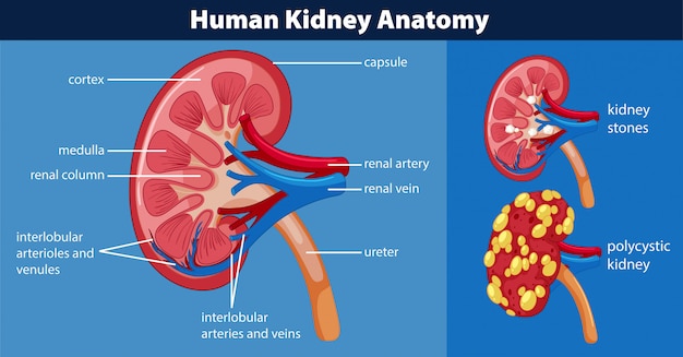 Human kidney anatomy diagram