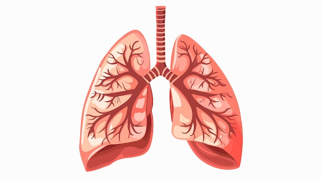 Vector human lungs medical health anatomy and healthcare