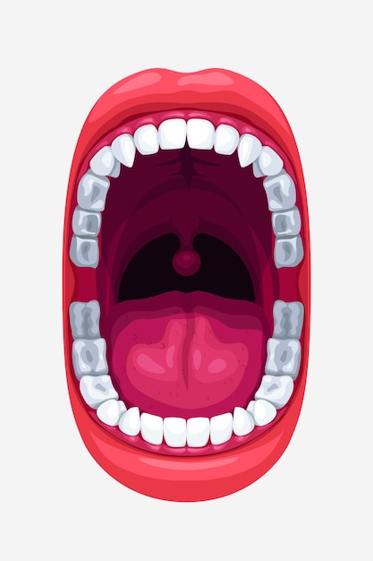 Human mouth with smooth teeth on white