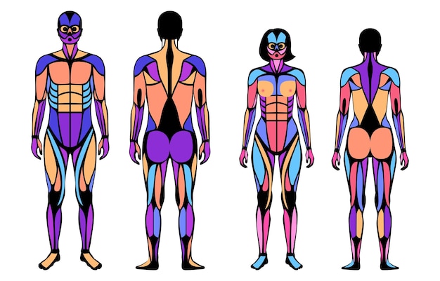 Human muscular system