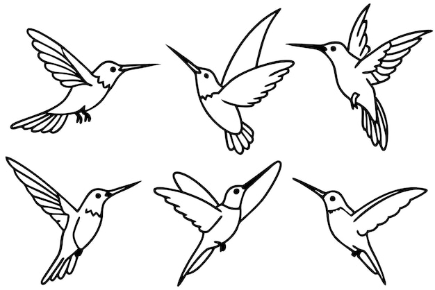 Hummingbird line art