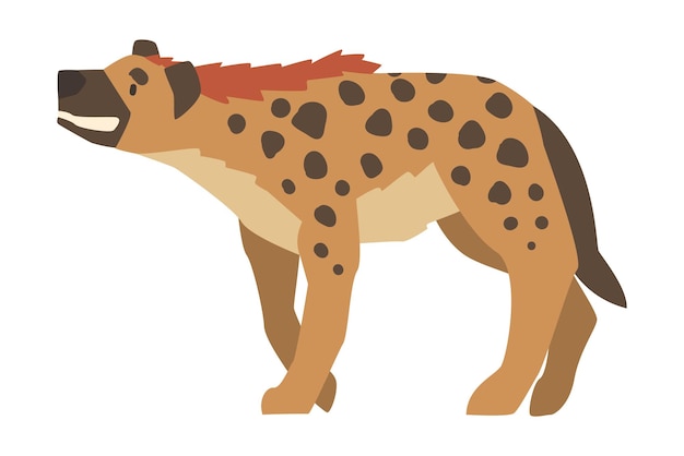 Vector hyena as carnivore mammal with spotted coat and rounded ears walking and earning vector illustration