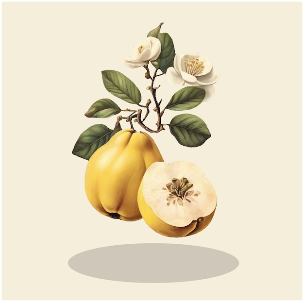 Illustratie van een Quince Fruit 02 van de oogst