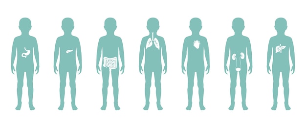 Illustration of child internal organs in boy body