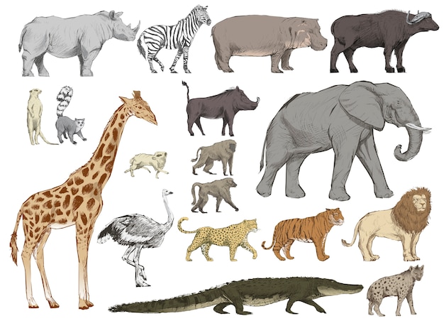 Illustration drawing style of animals collection