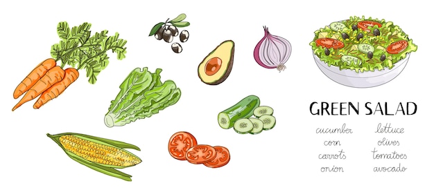 Vector illustration of hand drawn green salad ingredients: