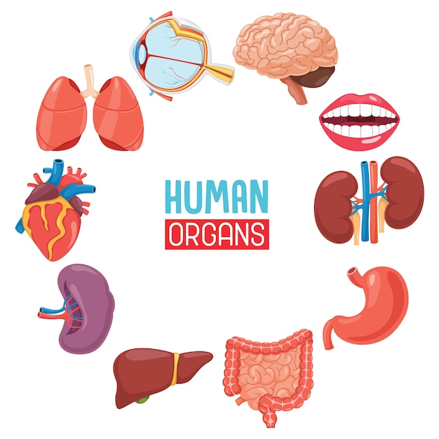 Vector illustration of human organs