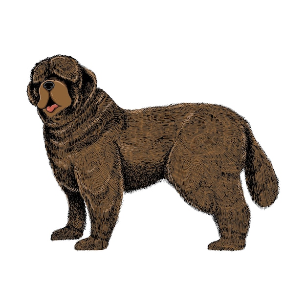 Vector illustration of newfoundland dog standing and watching something