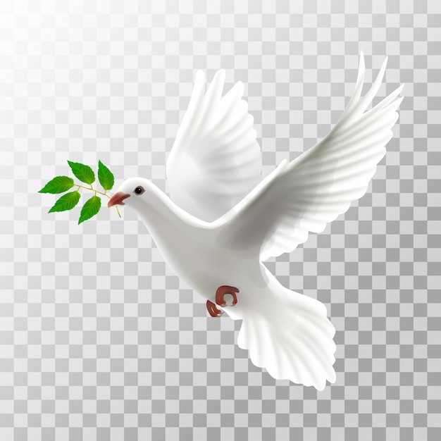 Illustration white pigeon flying with leaf on transparent