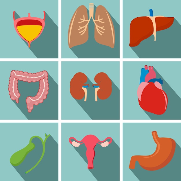 Internal human organs flat long shadow icons set with heart uterus lungs liver kidneys intestine stomach bladder Vector