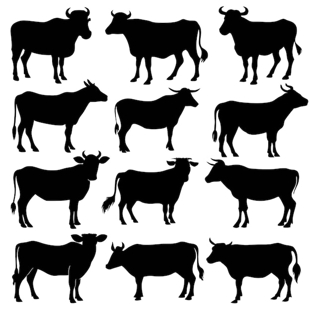 Vector isolated black cow silhouettes in various poses on white background