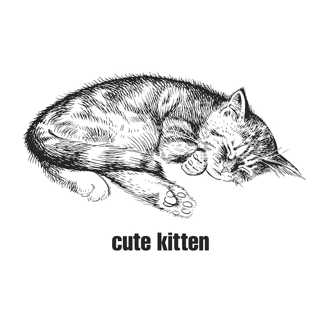 Kitten is sleeping Cute pet Handmade black and white drawing of a pet