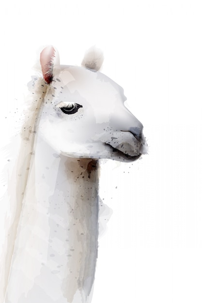 Lama aquarel illustratie