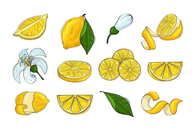 Vector lemon citrus fruits lemonade ingredients yellow whole fruit half piece of feel zest and flowers green leaves sour juice logo delicious cut food vitamin c sign vector cartoon icons