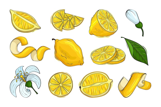 Lemon set Yellow peel lemonade elements zest and flowers fresh leaves and whole isolated citrus juicy fruits hand drawn half and slices Summer elements for decor Vector illustration