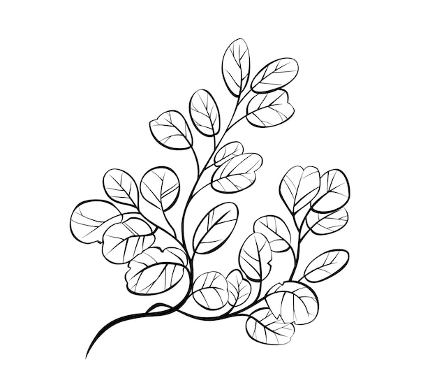 Line drawings of leaves are very beautiful