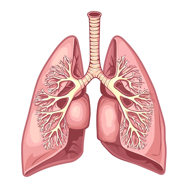 Vector lung_cancer_diagram_in_details_vector