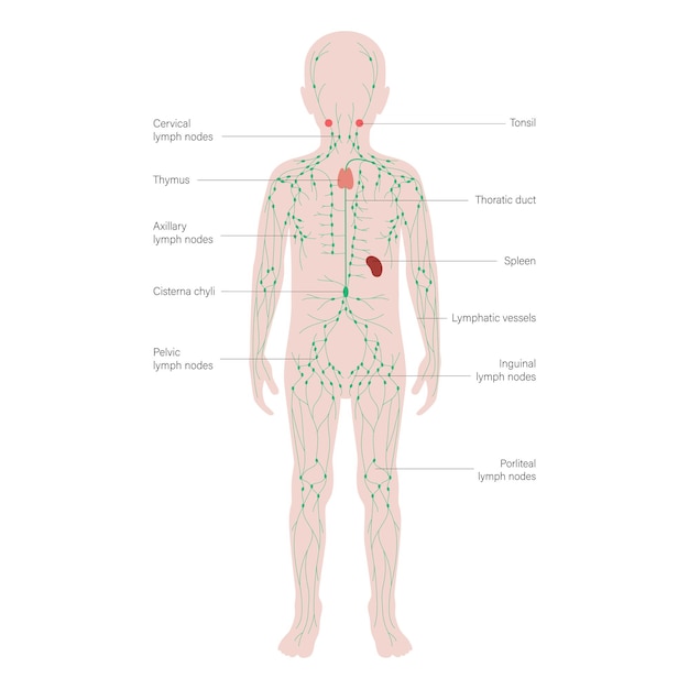 LymphaticSystem