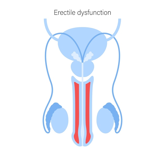 Male reproductive system