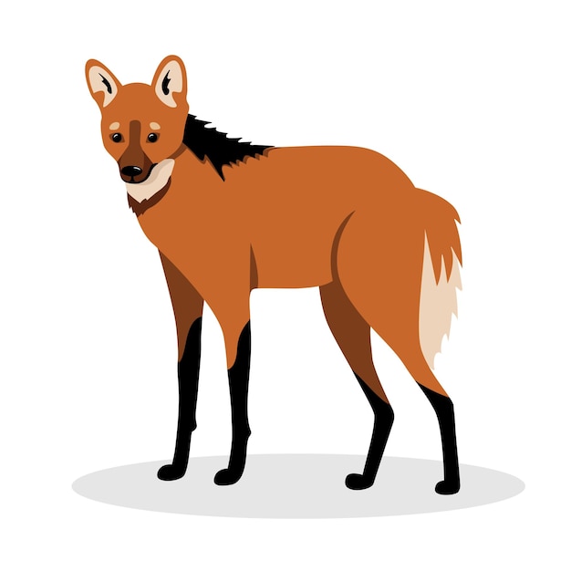 Maned wolf in realistic style standing on a white background Animals of south america