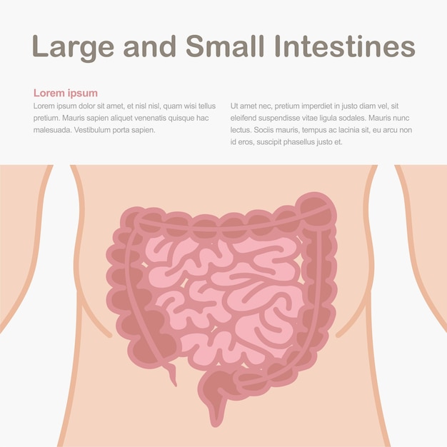 Vector medical infographic showing the structure of the human intestines