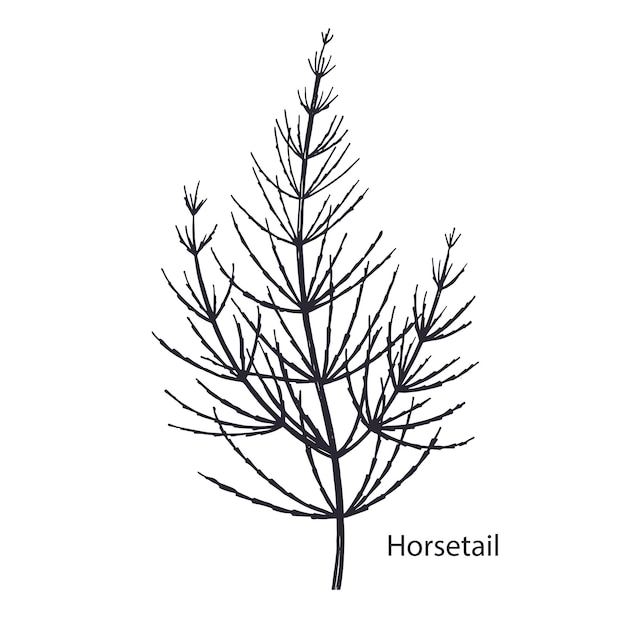 Medical plant Horsetail