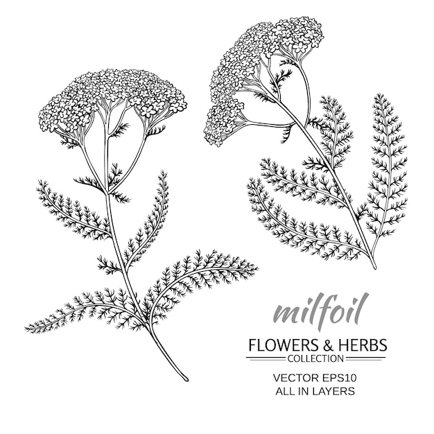 Milfoil flowers vector set on white background