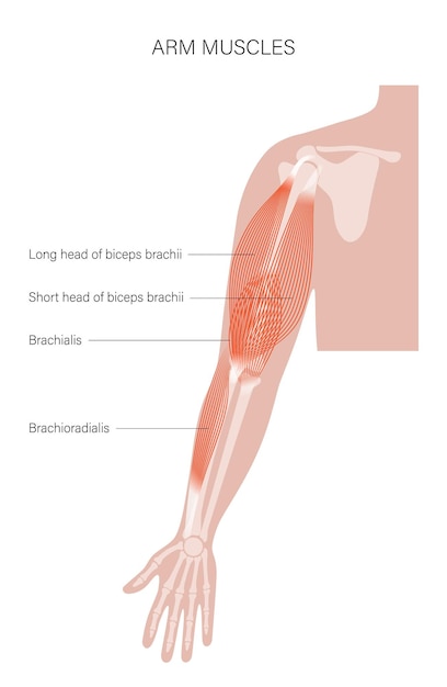 Muscular system arms