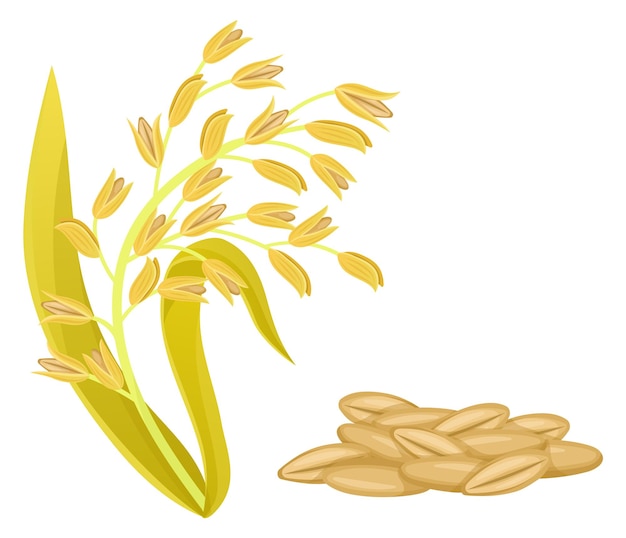 Oat plant with seeds Cereal grain crop icon