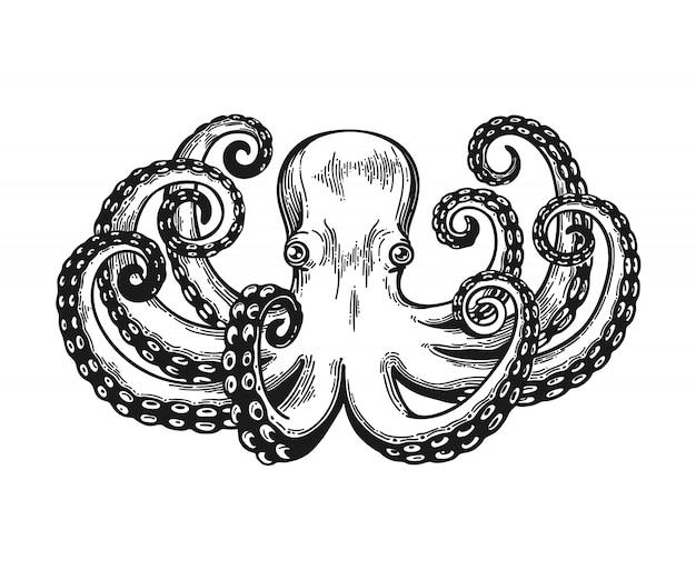 Octopus engraving. Vintage black engraving illustration. Retro style card. Isolated on white background.